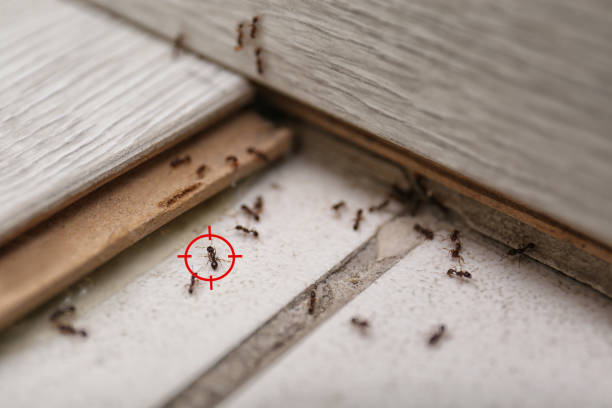 Best Pest Prevention Services  in Owenton, KY
